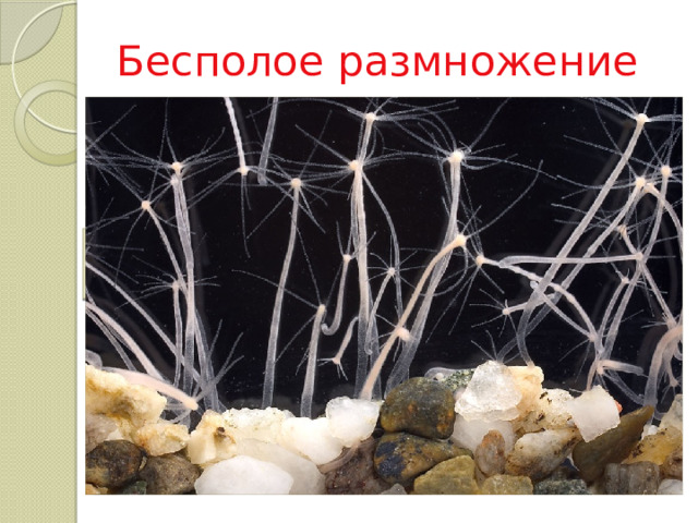 Бесполое размножение При бесполом размножении новые организмы развиваются из клеток или частей материнского тела и являются точными копиями материнского организма. Материнский организм Новый организм 