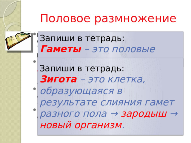 Половое размножение При половом размножении участвуют особые (половые) клетки, созревшие в телах родителей. Такие клетки называют гаметами . Они есть у растений, животных, человека. Новый организм возникает в результате слияния двух гамет и сочетает в себе признаки обоих родителей. Женская гамета содержит большой запас питательных веществ. Из двух клеток, мужской и женской, образуется одна клетка - зигота (от греч. zegotоs - «соединенный вместе»). Из зиготы, имеющей запас питательных веществ, образуется зародыш , из которого развивается новый организм. Запиши в тетрадь: Гаметы – это половые клетки. Запиши в тетрадь: Зигота – это клетка, образующаяся в результате слияния гамет разного пола → зародыш → новый организм .  