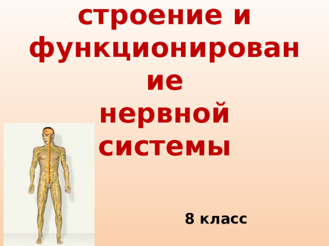 Значение, строение и функционирование  нервной системы 8 класс 