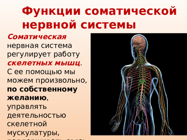 Функции соматической нервной системы Соматическая  нервная система регулирует работу скелетных мышц . С ее помощью мы можем произвольно, по собственному желанию , управлять деятельностью скелетной мускулатуры, поддерживать связь с внешней средой. 
