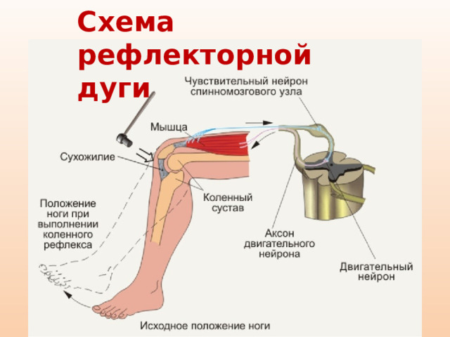 Схема рефлекторной дуги 