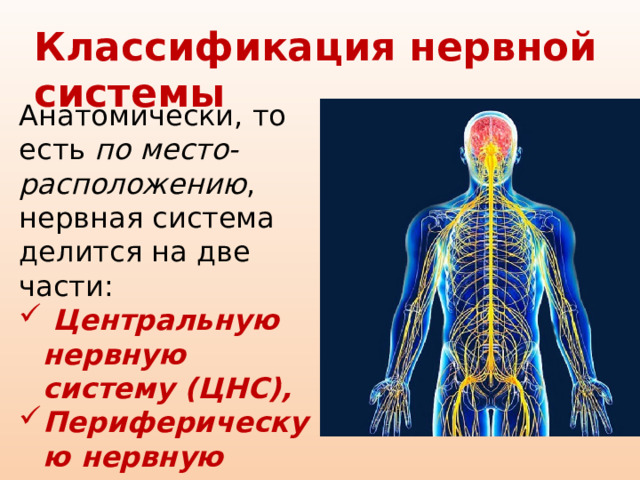 Классификация нервной системы Анатомически, то есть по место-расположению , нервная система делится на две части:  Центральную нервную систему (ЦНС), Периферическую нервную систему 