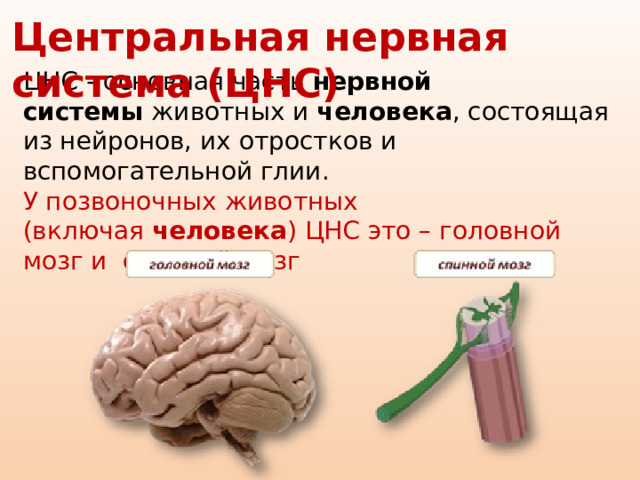 Центральная нервная система (ЦНС) ЦНС - основная часть  нервной системы  животных и  человека , состоящая из нейронов, их отростков и вспомогательной глии. У позвоночных животных (включая  человека ) ЦНС это – головной мозг и спинной мозг 