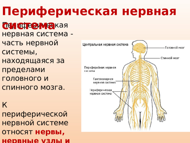 Периферическая нервная система Периферическая нервная система - часть нервной системы, находящаяся за пределами головного и спинного мозга. К периферической нервной системе относят нервы, нервные узлы и нервные окончания. 