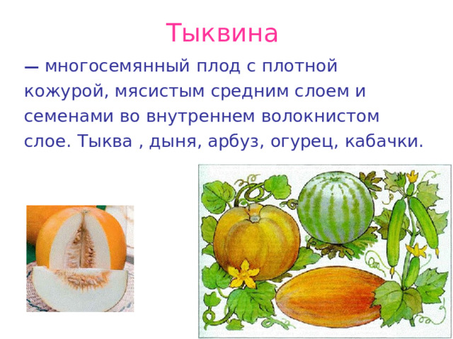Тыквина  — многосемянный  плод с плотной кожурой, мясистым средним слоем и семенами во внутреннем волокнистом слое.  Тыква , дыня, арбуз, огурец, кабачки. 
