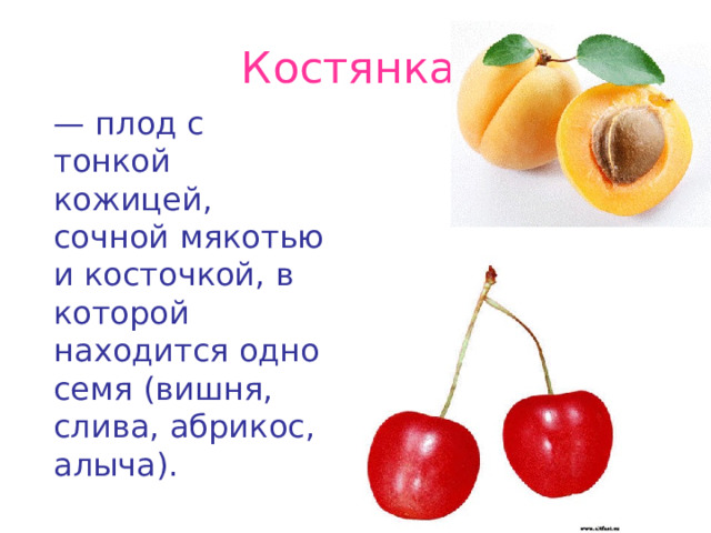 Костянка   —  плод с тонкой кожицей, сочной мякотью и косточкой, в которой находится одно семя (вишня, слива, абрикос, алыча). 