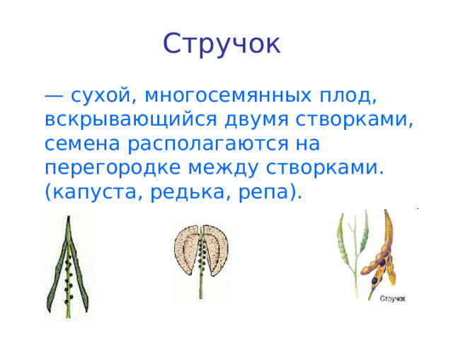 Стручок  — сухой, многосемянных плод, вскрывающийся двумя створками, семена располагаются на перегородке между створками. (капуста, редька, репа). 