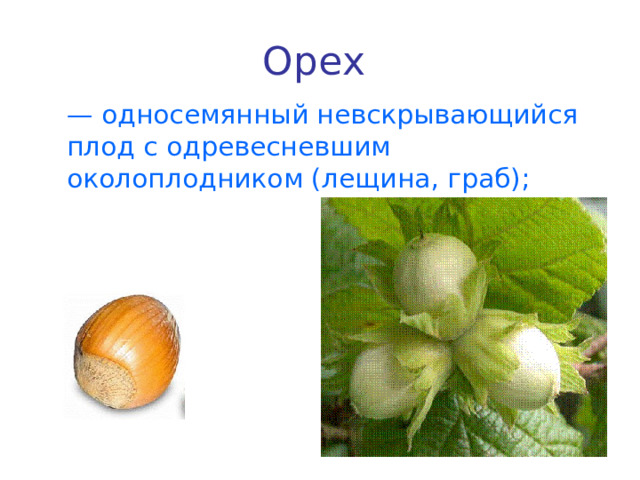 Орех   — односемянный невскрывающийся плод с одревесневшим околоплодником (лещина, граб); 