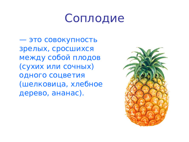 Соплодие  — это совокупность зрелых, сросшихся между собой плодов (сухих или сочных) одного соцветия (шелковица, хлебное дерево, ананас). 