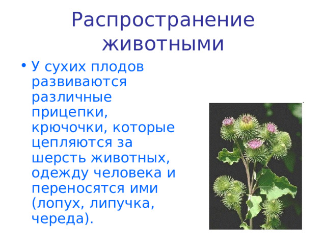 Распространение животными У сухих плодов развиваются различные прицепки, крючочки, которые цепляются за шерсть животных, одежду человека и переносятся ими (лопух, липучка, череда). 