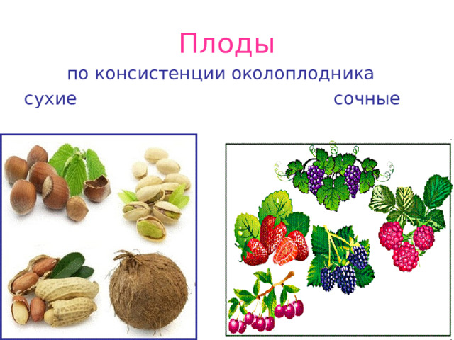 Плоды по консистенции околоплодника сухие сочные 