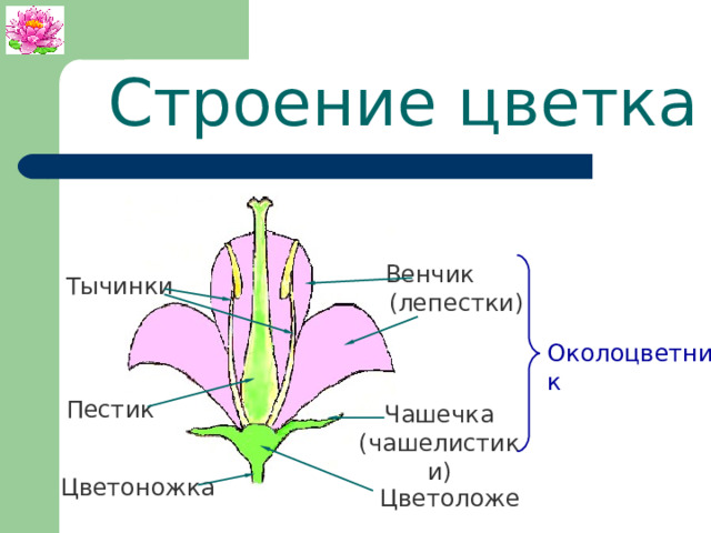 Строение цветка  Венчик (лепестки) Тычинки Околоцветник Пестик Чашечка (чашелистики) Цветоножка Цветоложе 