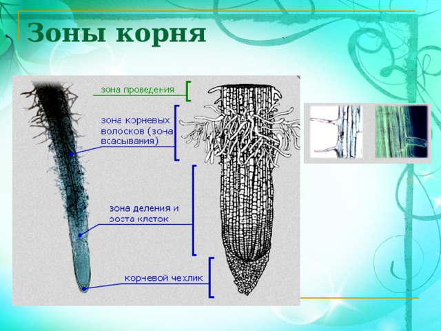 Зоны корня 