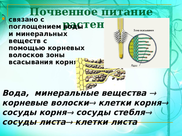 Почвенное питание растений связано с поглощением воды и минеральных веществ с помощью корневых волосков зоны всасывания корня. Вода, минеральные вещества  корневые волоски  клетки корня  сосуды корня  сосуды стебля  сосуды листа  клетки листа  