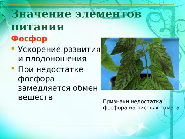 Значение элементов питания Фосфор Ускорение развития и плодоношения При недостатке фосфора замедляется обмен веществ Признаки недостатка фосфора на листьях томата. 
