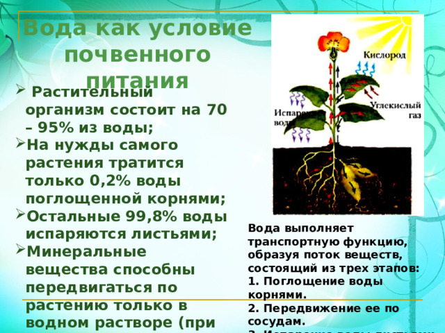 Вода как условие почвенного питания  Растительный организм состоит на 70 – 95% из воды; На нужды самого растения тратится только 0,2% воды поглощенной корнями; Остальные 99,8% воды испаряются листьями; Минеральные вещества способны передвигаться по растению только в водном растворе (при достаточном количестве воды). Вода выполняет транспортную функцию, образуя поток веществ, состоящий из трех этапов: 1. Поглощение воды корнями. 2. Передвижение ее по сосудам. 3. Испарение воды листьями 