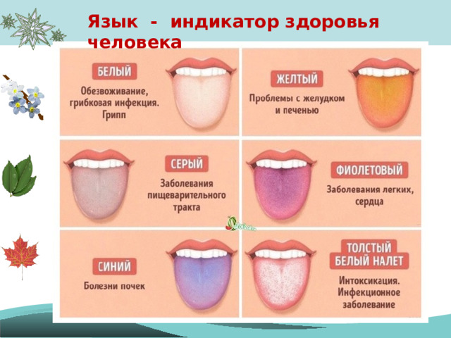 Язык - индикатор здоровья человека 