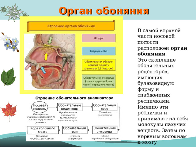 Орган обоняния В самой верхней части носовой полости расположен орган обоняния . Это скопление обонятельных рецепторов, имеющих булавовидную форму и снабженных ресничками. Именно эти реснички и принимают на себя молекулы пахучих веществ. Затем по нервным волокнам к мозгу направляются импульсы, сигнализирующие о запахе. 