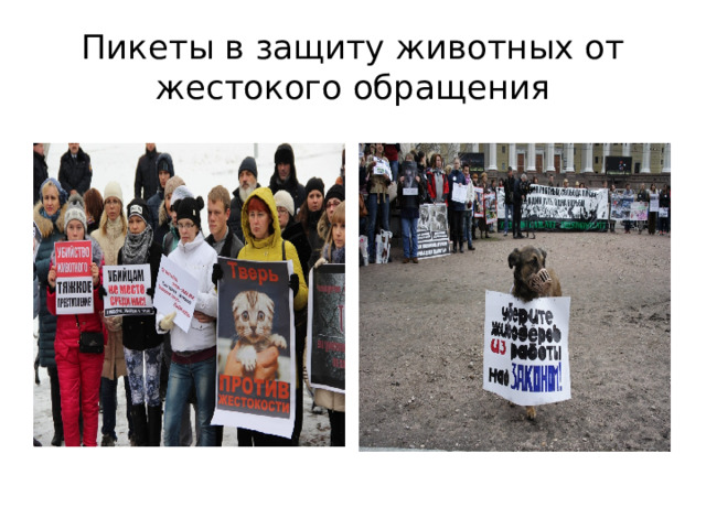 Пикеты в защиту животных от жестокого обращения 