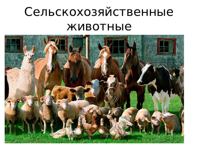 Сельскохозяйственные животные 