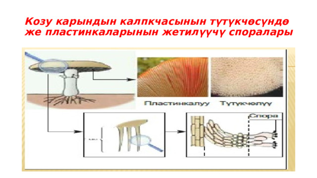 Козу карындын калпкчасынын түтүкчөсүндө же пластинкаларынын жетилүүчү споралары 