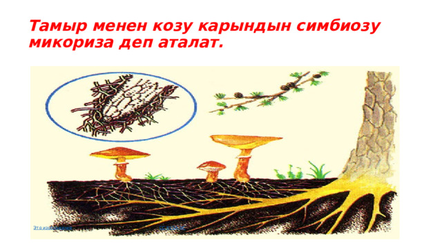 Тамыр менен козу карындын симбиозу микориза деп аталат. Это изображение , автор: Неизвестный автор, лицензия: CC BY-SA-NC 