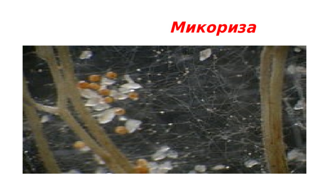  Микориза 