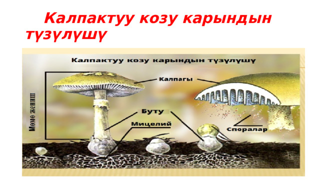  Калпактуу козу карындын түзүлүшү 