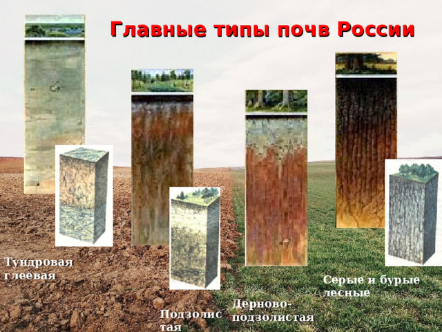 Главные типы почв России Тундровая глеевая Серые и бурые лесные Дерново-подзолистая Подзолистая 