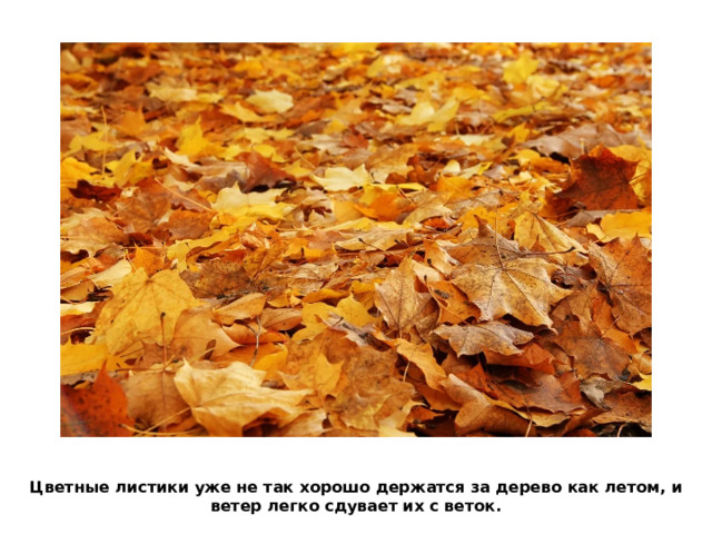 Цветные листики уже не так хорошо держатся за дерево как летом, и ветер легко сдувает их с веток. 