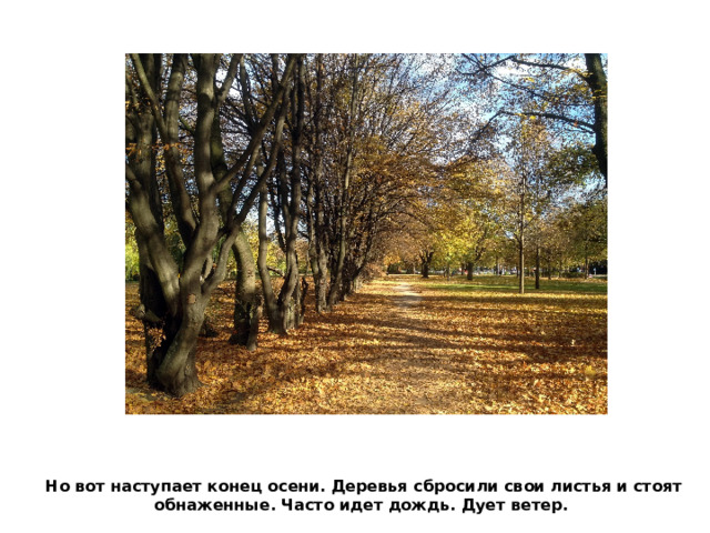 Но вот наступает конец осени. Деревья сбросили свои листья и стоят обнаженные. Часто идет дождь. Дует ветер. 