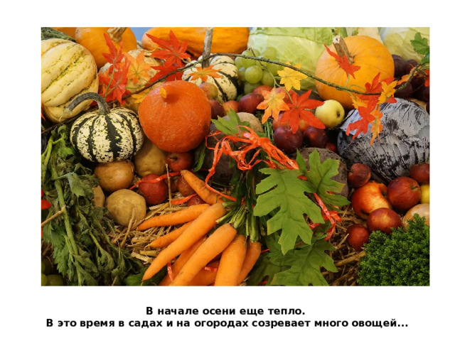 В начале осени еще тепло.  В это время в садах и на огородах созревает много овощей... 