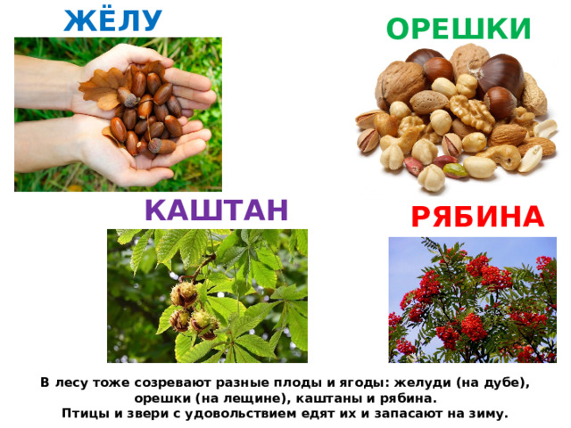 ЖЁЛУДИ ОРЕШКИ КАШТАН РЯБИНА В лесу тоже созревают разные плоды и ягоды: желуди (на дубе), орешки (на лещине), каштаны и рябина.  Птицы и звери с удовольствием едят их и запасают на зиму. 
