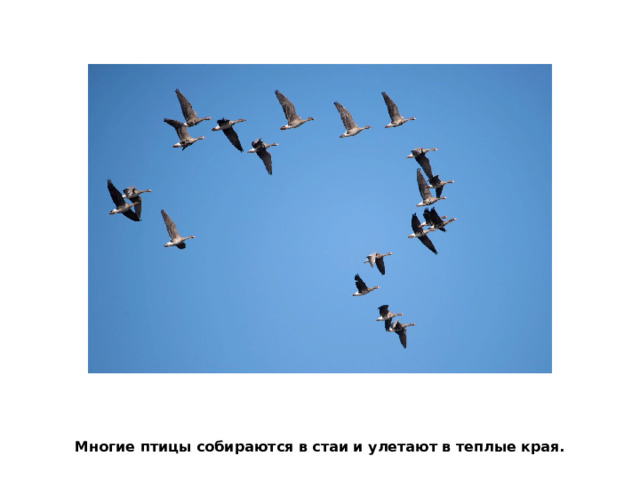 Многие птицы собираются в стаи и улетают в теплые края. 