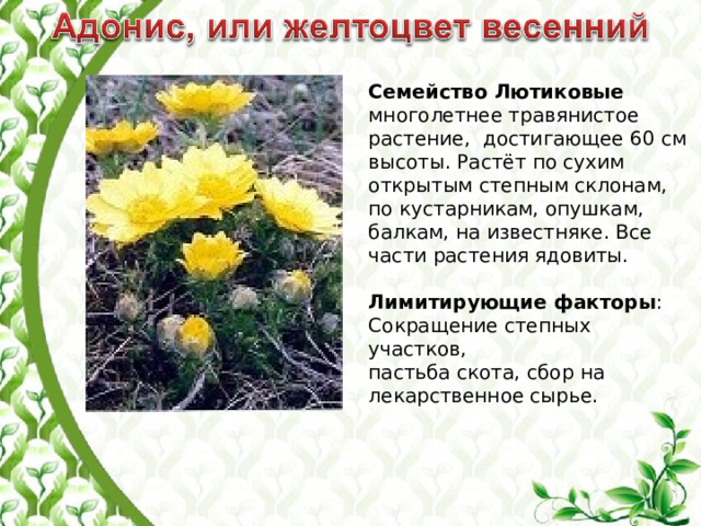 Семейство Лютиковые многолетнее травянистое растение, достигающее 60 см высоты. Растёт по сухим открытым степным склонам, по кустарникам, опушкам, балкам, на известняке. Все части растения ядовиты. Лимитирующие факторы : Сокращение степных участков, пастьба скота, сбор на лекарственное сырье. 