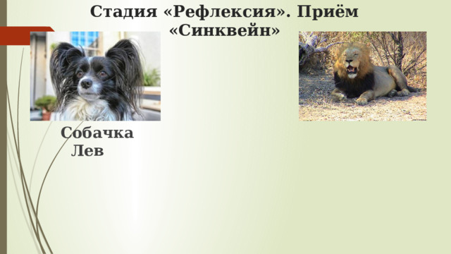 Стадия «Рефлексия». Приём «Синквейн»  Собачка Лев 