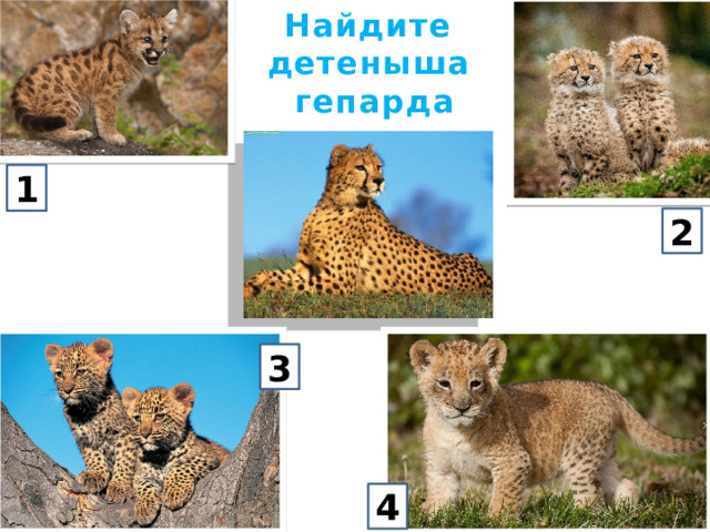 Найдите детеныша  гепарда 1 2 3 4 
