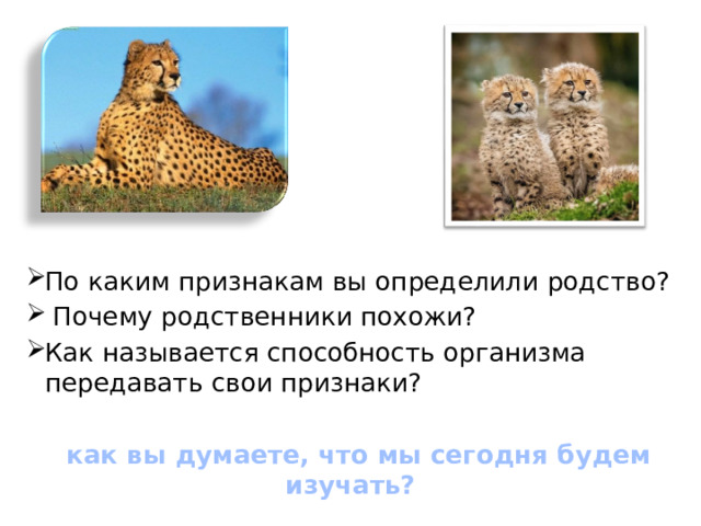 По каким признакам вы определили родство?  Почему родственники похожи? Как называется способность организма передавать свои признаки?  как вы думаете, что мы сегодня будем изучать? 