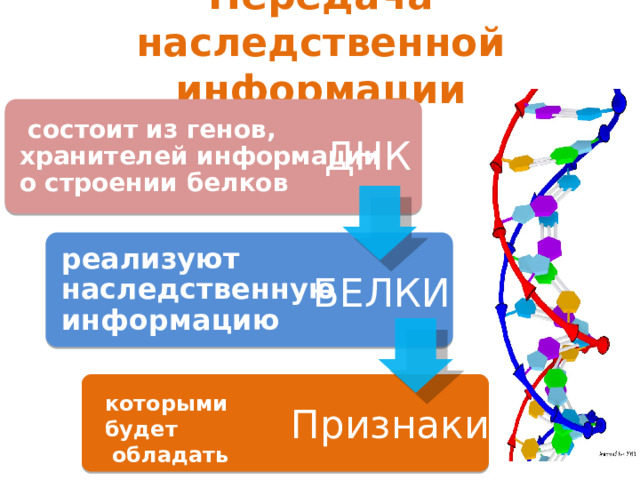 Передача наследственной информации  состоит из генов, хранителей информации о строении белков ДНК реализуют наследственную информацию БЕЛКИ которыми будет  обладать организм Признаки 