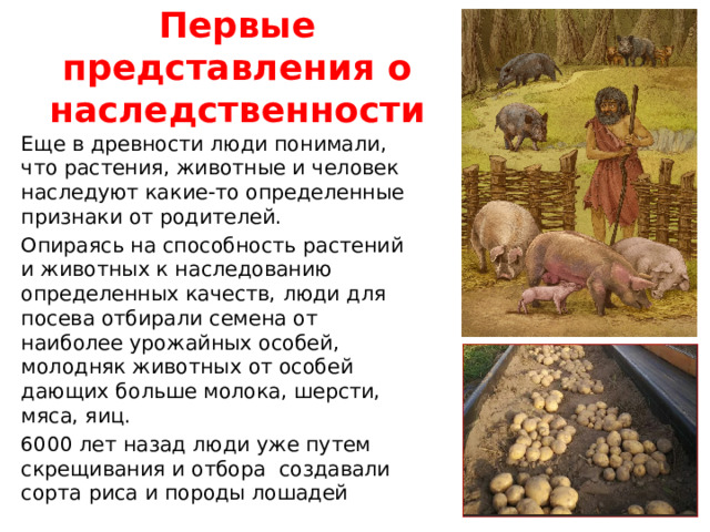 Первые представления о наследственности Еще в древности люди понимали, что растения, животные и человек наследуют какие-то определенные признаки от родителей. Опираясь на способность растений и животных к наследованию определенных качеств, люди для посева отбирали семена от наиболее урожайных особей, молодняк животных от особей дающих больше молока, шерсти, мяса, яиц. 6000 лет назад люди уже путем скрещивания и отбора создавали сорта риса и породы лошадей 