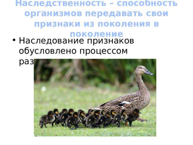 Наследственность – способность организмов передавать свои признаки из поколения в поколение Наследование признаков обусловлено процессом размножения 