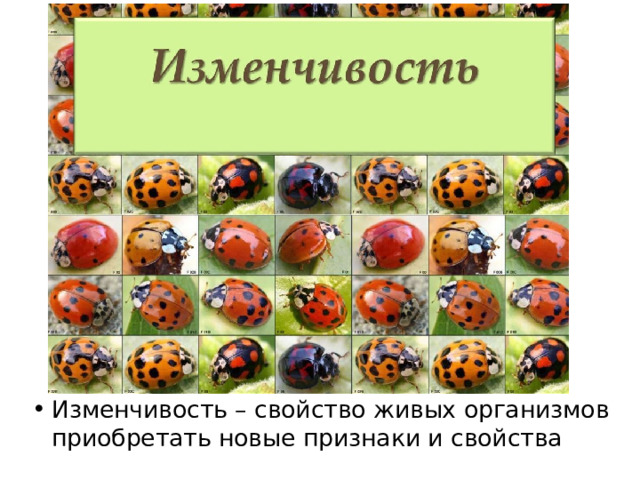 Изменчивость – свойство живых организмов приобретать новые признаки и свойства 