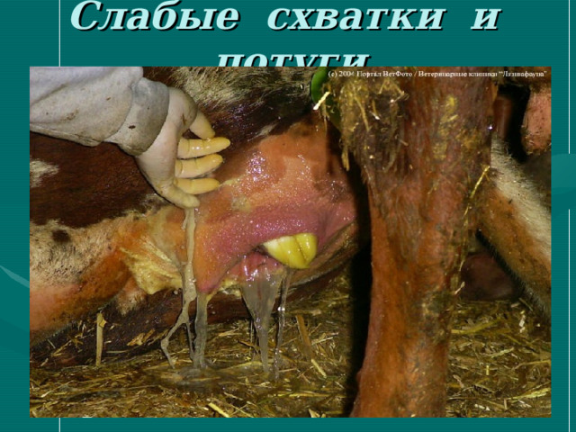 Слабые схватки и потуги 