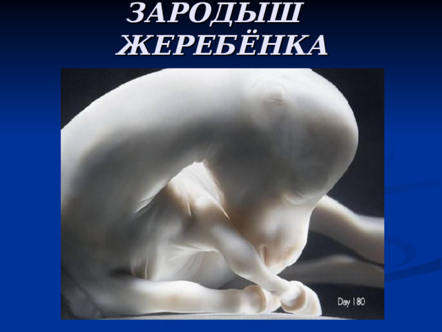 ЗАРОДЫШ ЖЕРЕБЁНКА 