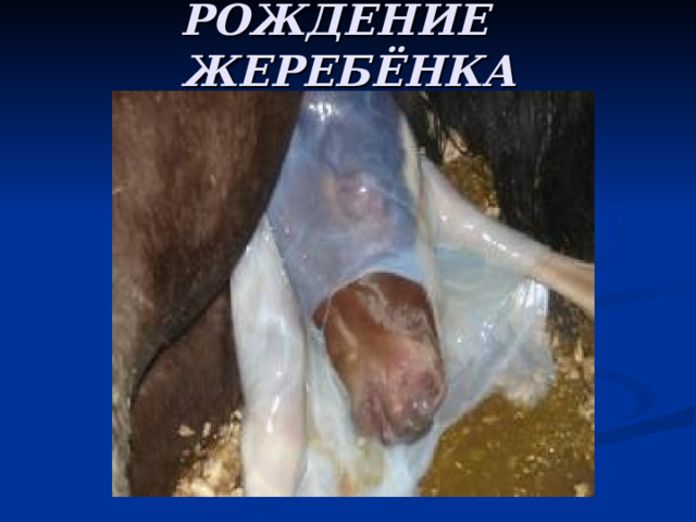 РОЖДЕНИЕ ЖЕРЕБЁНКА 