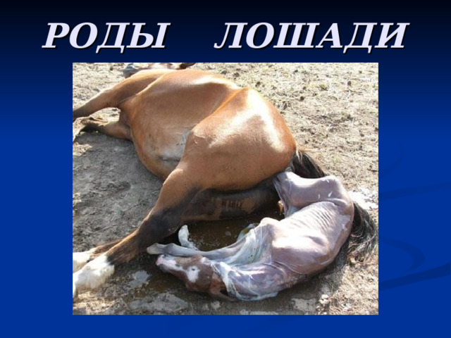 РОДЫ ЛОШАДИ 