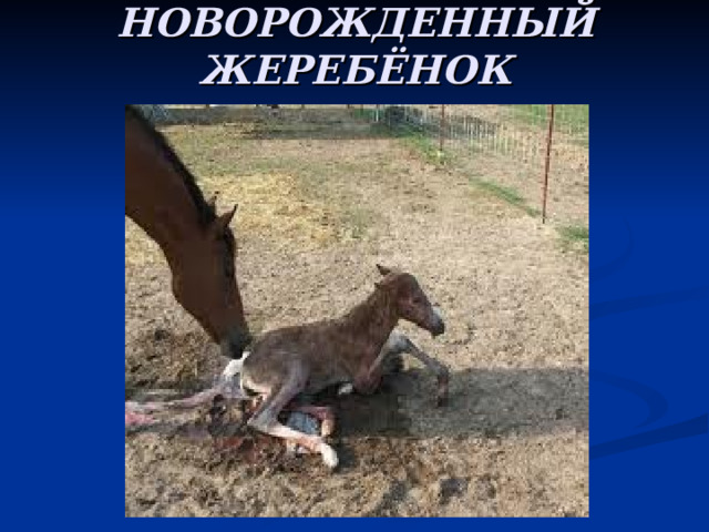 НОВОРОЖДЕННЫЙ ЖЕРЕБЁНОК 