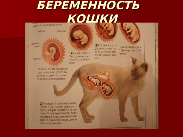 БЕРЕМЕННОСТЬ КОШКИ 