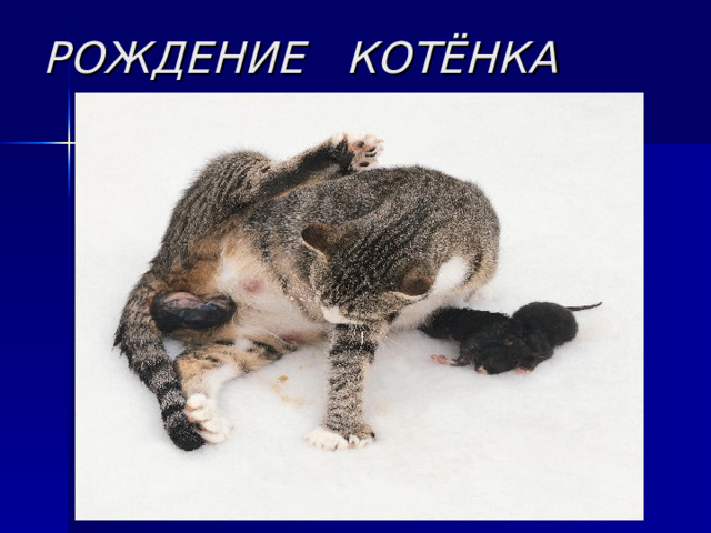 РОЖДЕНИЕ КОТЁНКА 