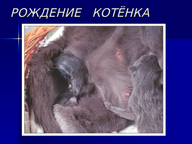 РОЖДЕНИЕ КОТЁНКА 